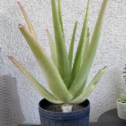 Aloe Vera Plant