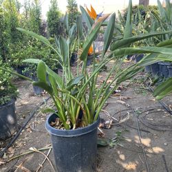 Bird Of Paradise Bush