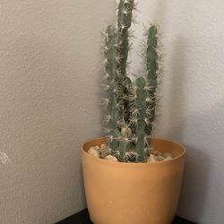 Artificial Cactus With Rocks And Planter
