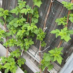 Raspberry Plants, Red And Golden Available