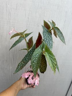 begonia flamingo queen