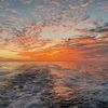 Jesse Alva