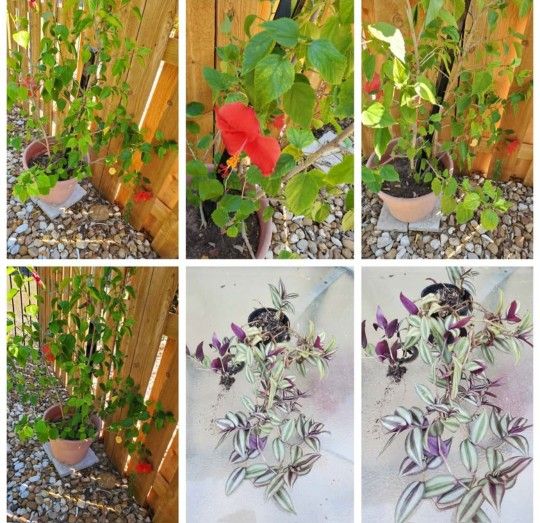 Beautiful red flowering hibiscus in 15"pot and tradescantia zebrina with optional free plants