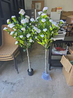 6 feet camellia tree- set of 2