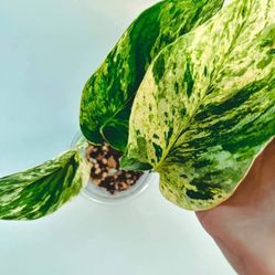 Lush Trailing High Variegation Pothos Money plant/ indoor plant/ house plant/ flower patio garden