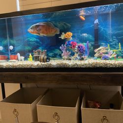 Fish Decor And Rocks