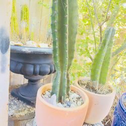 Peruvian, Apple Cactus