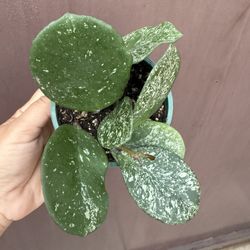 4” Hoya Obovata Splash