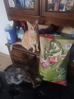 cat food ignore obese cats