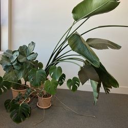 Plants All in one bargain