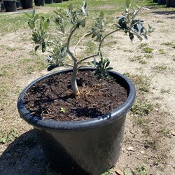 Little Olive Dwarf, Topiary, Bonsai Tree 10 Gal. Pot 