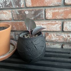 Small Rubber Plant Ceramic Pot