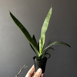 ✨Sansevieria | Snake Plant✨