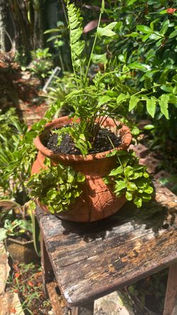 Decoration de plants