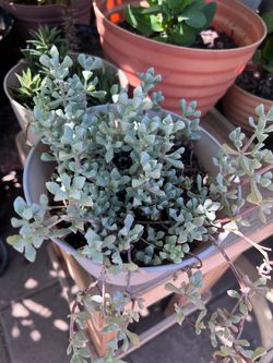 Succulent plant