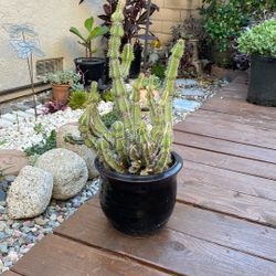 Small Pot Of Succulents 