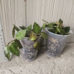 Hoya Krohniana Splash Plants