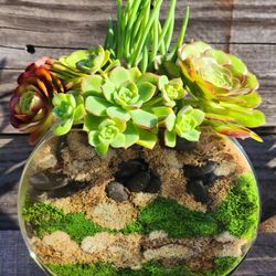 Succulents With Moss Mix In Glass Planter 
