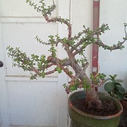Elaphant Bush  Bonsai  Large 
