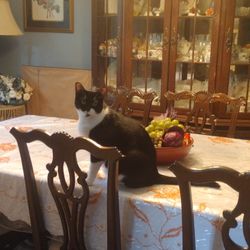 Dinning Table W/ China Cabinet/ Reduced To $ 1200. 