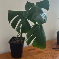 Monstera
