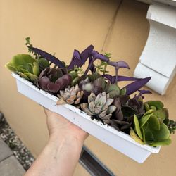 Beautiful Succulent Arrangement 