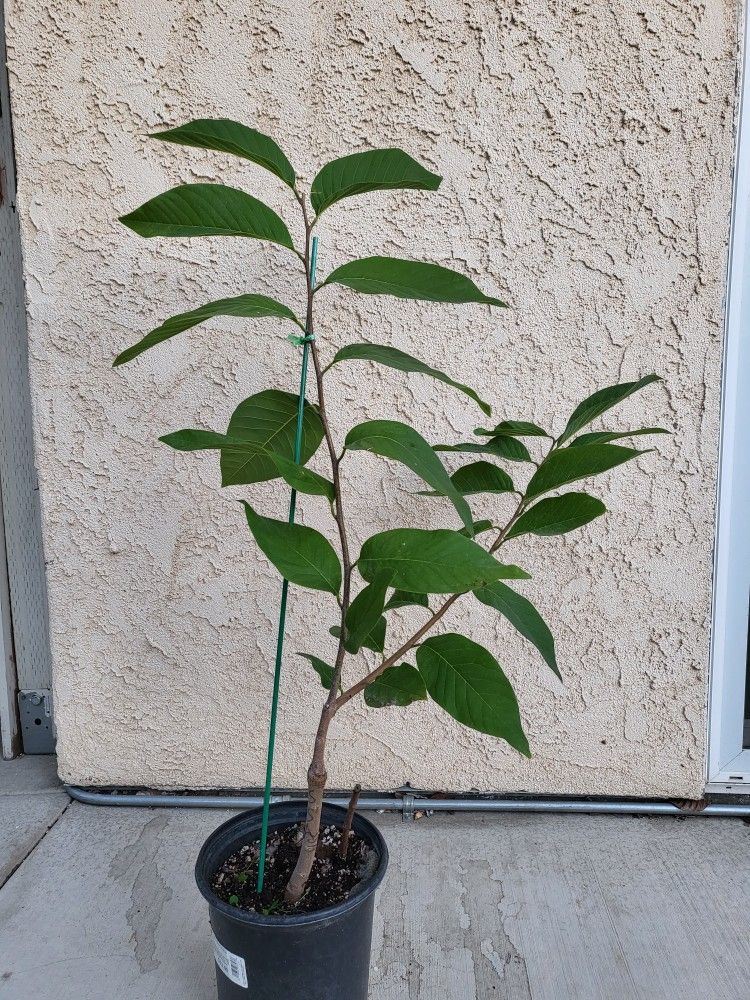 SSA Atemoya Tree 4 Ft Tall