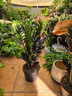 Black raven Zz plant 8" pot