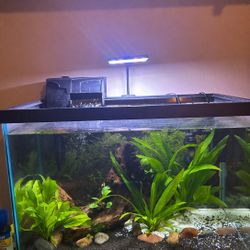 20 Gallon Fish Tank