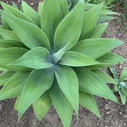 Big Plant