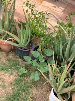 Part three of the many plants available for sale