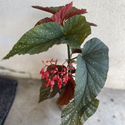Begonia Lucerna Blooming Red Big Flowers, Is In 6 Inch Pot Pick Up Only