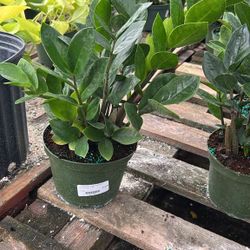 Healthy ZZ Bush Plant – 1 Gallon Pot – Easy Care – $10