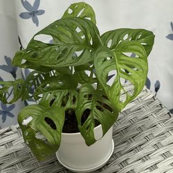 Monstera Adansoni