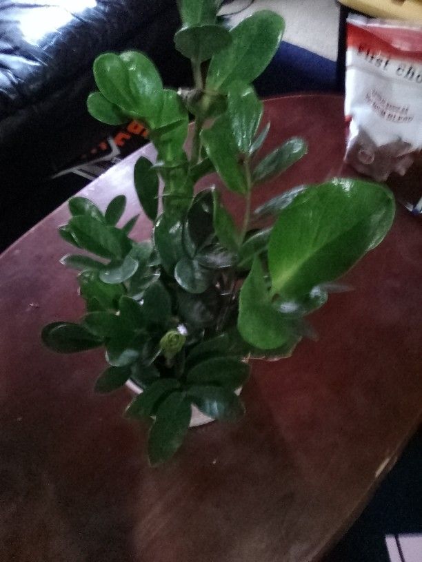 Zz Plant And Ceramic Pot