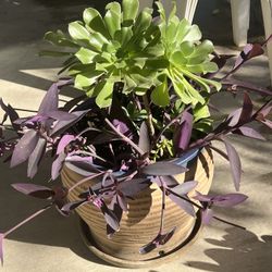 Large Beautiful Succulent Planter