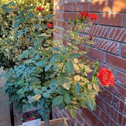 Red Rose 🌹 Tree