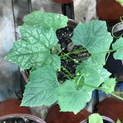 Seedling Starter Bitter Mellon Plant. Ready To Produce Many Fruits
