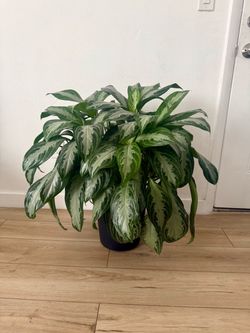 Large & Full Aglaonema (Chinese Evergreen) Houseplant