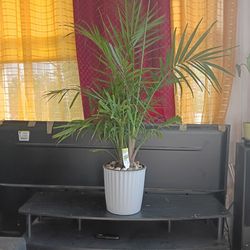 Majesty palm