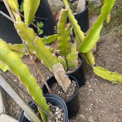 Dragon Fruit In 1 Gallon Container