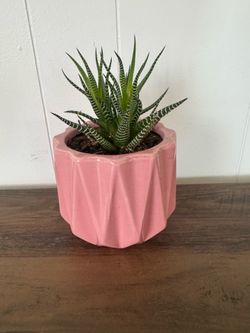 Plant 🪴