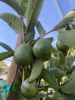 Fruit Trees