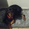 Carlos