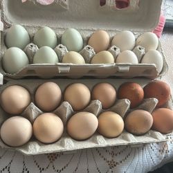 Huevos frescos / Fresh chicken eggs 