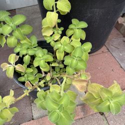 Mexican Mint - Cuban Oregano - Spanish Thyme plant ( cay tang day la)