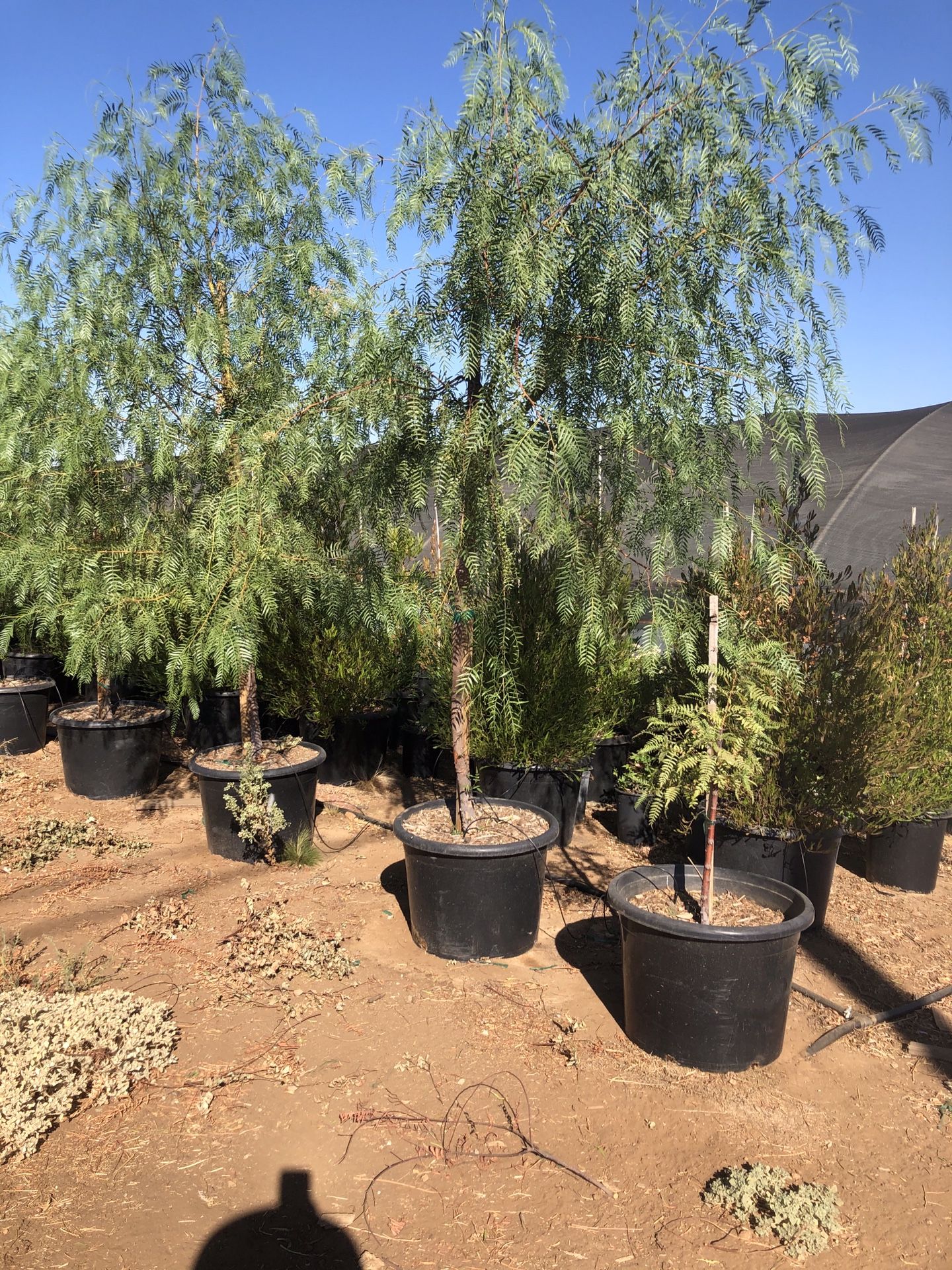 California Pepper tree for Sale in Perris, CA - OfferUp