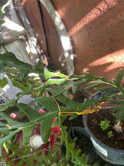 Planta cerrucho