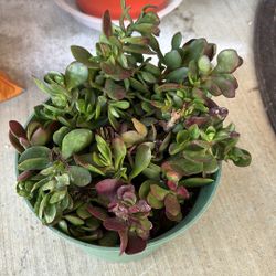 Jade Succulent Plant