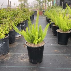 Asparagus Fern